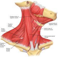 .and head (head & neck muscles), using interactive animations, diagrams, and labeled illustrations to interactive animations, diagrams, and labeled illustrations to demonstrate the action, innervation and insertions of these learn this topic fast with head and neck muscle anatomy reference charts. Neck Muscles Scalene Muscle And Digastric Muscle Anatomy