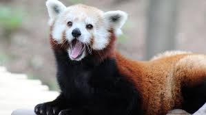 The belly and limbs are black, and there are white markings on the almost 50% of the red panda's habitat is in the eastern himalayas. John Ball Zoo S Red Panda Named Wasabi Is Pregnant Wwmt