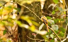 Pin On Birds Of Coorg Karnataka India