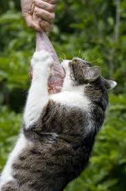 At that time i tried switching her food to healthier brands, and while she would get better for a few days, she. Raw Feeding And Ibd In Cats