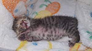 3つの目と2つの鼻と口を持つ子猫。安楽死を免れ懸命に生きる姿がこちら。 | Petfun | 動物やペットに関する情報サイト