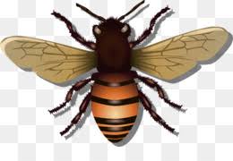 🔻 explorez la collection 'fonds d'écran abeille domestique hd' et téléchargez gratuitement l'un de ces magnifiques fonds d'écran pour votre appareil ️. Gucci La Mode Abeille Png Gucci La Mode Abeille Transparentes Png Gratuit