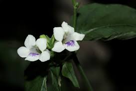 Image result for Asystasia intrusa