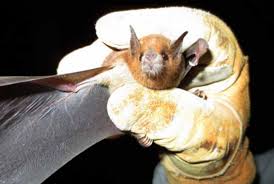 Long nosed bats are important pollinators for plants like agave, cactus, and century plants. Bats Mean A Healthy Ecosystem Mcdowell Sonoran Conservancy