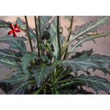 Image result for Gynura scandens