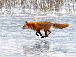 Home décor & so much more · something for everyone Hd The Quick Brown Fox Wallpapers Peakpx
