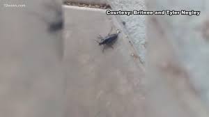 Palo verde beetles don't bite, and they are not even looking for food. Arizona Monsoon Marks Return Of Palo Verde Beetle 12news Com