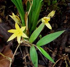 Image result for Hypoxidaceae