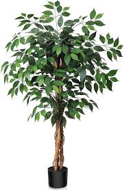 Image result for Ficus fischeri