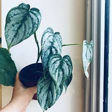 Brandtianum Philodendron Philodendron Philodendron Plant House Plants