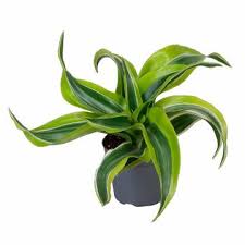 Image result for Carex steudneri