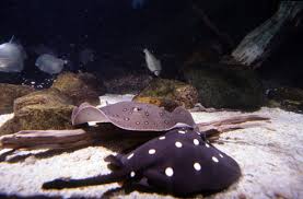 Image result for Stingray