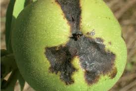 Image result for antraknóza ořešáku