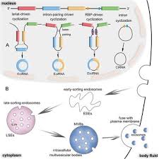 A relationship does not necessarily indicate a personal connection. Frontiers Exosomal Circrnas Sorting Mechanisms Roles And Clinical Applications In Tumors Cell And Developmental Biology