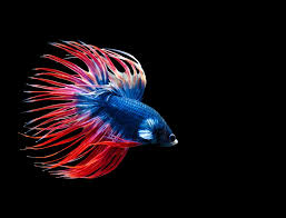 Find betta fish for sale at your local petsmart store! Crowntail Betta Care Guide Diet Breeding More Petsoid
