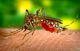 Hygeia's Advanced Mosquito Control Services for a Bug-Free Home