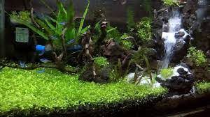 Karena ini adalah seni membuat mikroekosistem, maka c. Cara Membuat Aquascape Tanpa Co2 Termudah Penjaskes Co Id