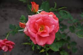 Der richtige schnitt dient daher der pflege der rosen, um sie kräftig, gesund und blühfreudig zu erhalten. Rosen Schneiden Im Fruhjahr Und Herbst