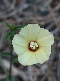 Image result for Xenostegia pinnata