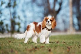 Maybe you would like to learn more about one of these? Cavalier King Charles Spaniel Rassebeschreibung Hundemagazin