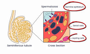 Mar 12, 2020 · testicular cancer. Testicular Cancer Treatment In Ludhiana Testicular Tumor Treatment In Punjab