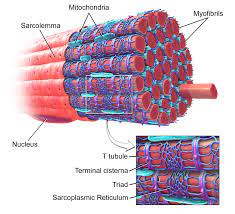Head and neck muscle anatomy Myofibril Wikipedia