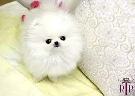 Micro Teacup Pomeranian Cute Teacup Puppies Cute Animals Pomeranian Dog