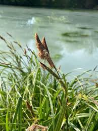 Image result for Carex leptosaccus