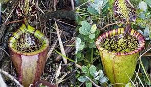 صور لأندر أنواع الزهور في العالم شبكة ابو نواف In 2020 Plants World Projects To Try