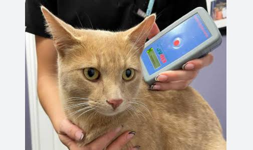 Dog & Cat Microchipping Service product image