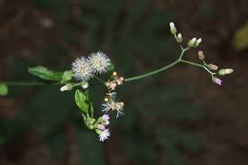 Image result for Vernonia cinerea