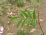 Image result for Indigofera vicioides