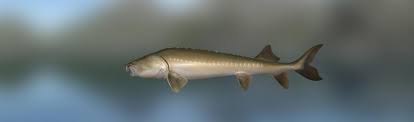 Weiters ist der mutterfischteich ausschließlich mit großen fischen wie z.b.: Kaluga Hausen Storartige Trophy Fishing 2