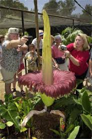 Though it's only native to indonesia, the corpse flower has been successfully cultivated in greenhouses around the world, where the rare occasion of blooming causes a surge in visitors anxious to get a good look (and a reluctant whiff) of the oddity. Why Does The Stink Plant Stink Howstuffworks