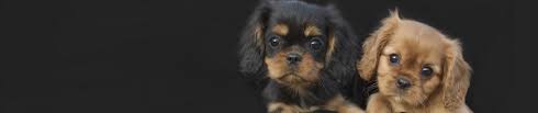 Maybe you would like to learn more about one of these? Cavalier King Charles Spaniel Puppy Breeders In Dallas Fort Worth Texas Oklahoma Austin For Sale