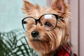 This means your dog has a complete potty training. How To Potty Train Your Yorkie And Teacup Yorkie Puppy Yorkie Passion
