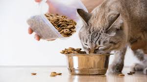 Therefore, many diet plans for cats involve a dry cat food high in fiber and low in fats. Pin On Best Cat Food