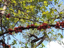 Image result for Feretia aeruginescens