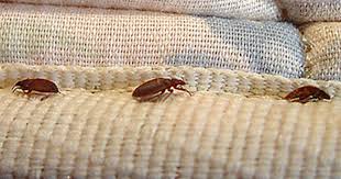 Envirotech bed bug treatment services are efficient, highly effective and safer for your family. Beware Bed Bugs Extermination Scams Cbs News