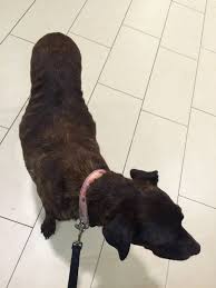 Ein Leben Mit Cushing Fortsetzung Mein Hund Wirft Falten Zucker Und Zimt Design