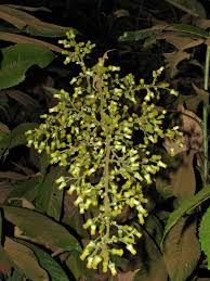 Image result for Blumea squarrosa