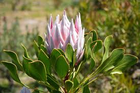 Image result for Platycoryne protearum
