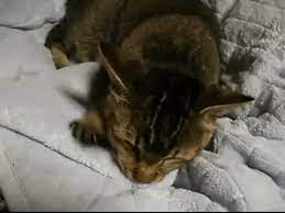 Por Que Tu Gato Chupa Lana Y Otros Tejidos Aqui Te Lo Explico