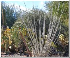 In the lush, tropical regions of mexico, south america and some cactus owe their success in the desert to their structural adaptations. 1 1 16 The Living Desert Palm Desert Ca 2 Of 2