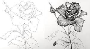 Cosmos flowers drawing in color pencils | how to draw flowers i am showing how to draw cosmos flowers using colored. How To Draw Any Flower With Pen Ink Ran Art Blog