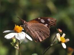 Image result for Cordia torrei