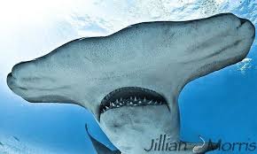 The distribution, morphology, and innervation of the ampullae of lorenzini in the hammerhead shark and other species. Image Result For Ampullae Of Lorenzini Hammerhead Shark Face Sleep Eye Mask Shark