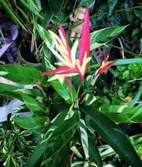 I will definitely order from tropical plants of florida again. 780 Tropical Beauties 1 Ideas In 2021 Planting Flowers Plants Beautiful Flowers