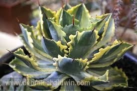 Known to residents of los angeles as the cactus and succulent show, avid gardeners, farmers, and horticulturalists attend the event to showcase thousands of unique specimens that you. Agave Potatorum Japanese Hybrid Cacti And Succulents Agave Plant Succulents