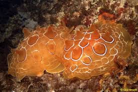 Image result for Pleurostylia africana